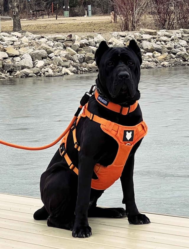 Cane Corso Puppies media 7