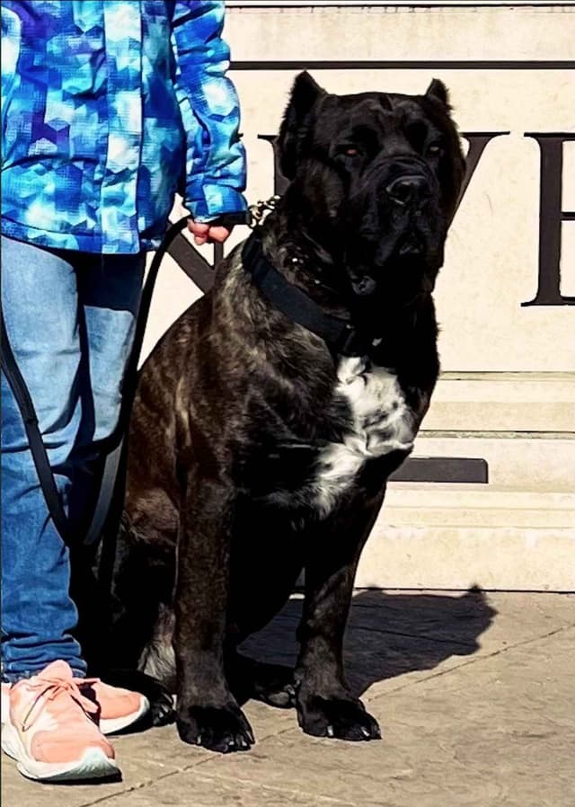 Cane Corso Puppies media 8