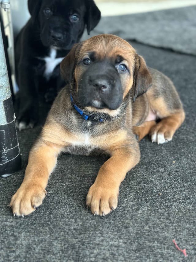 Cane Corso Puppies media 9