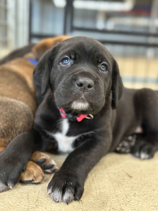 Cane Corso Puppies media 11