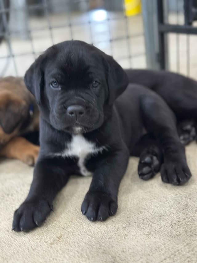 Cane Corso Puppies media 12