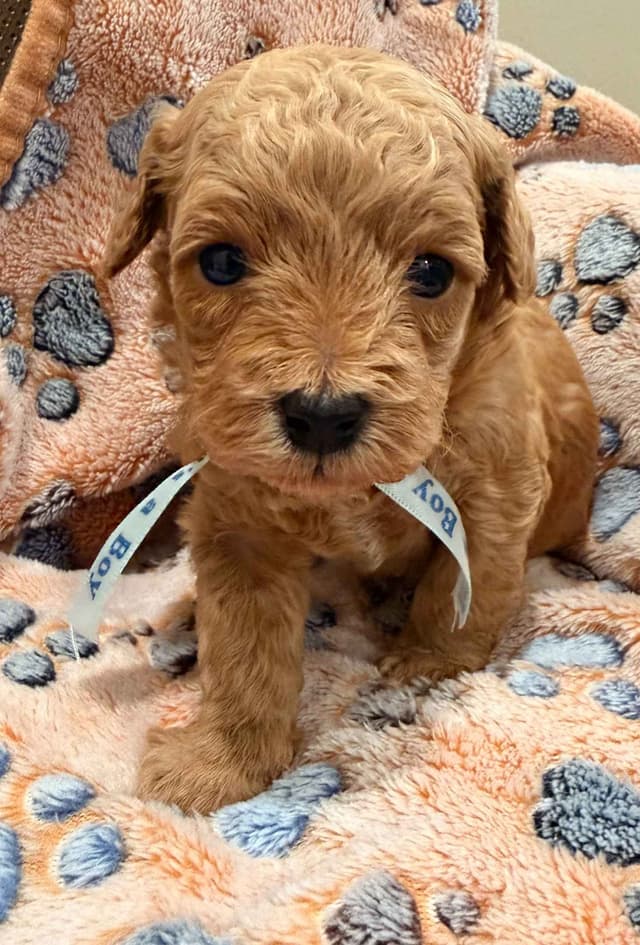 Poodle Puppies media 2