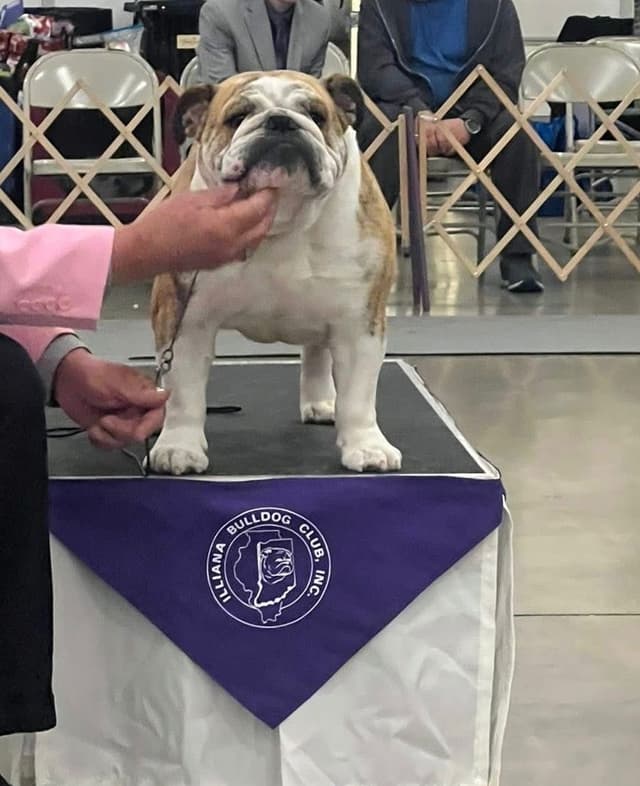 Bulldog Puppies media 2
