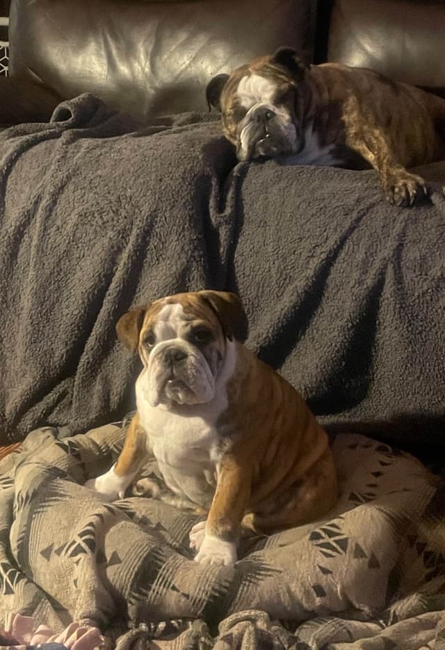 Bulldog Puppies media 3