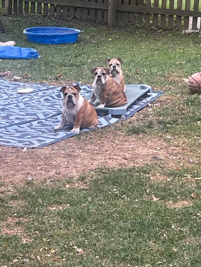Bulldog Puppies media 4