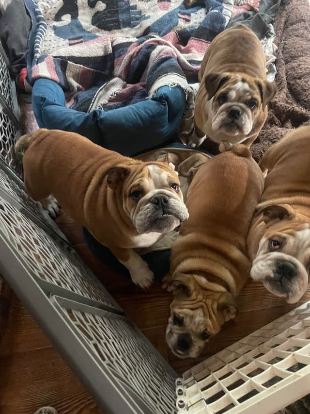 Bulldog Puppies media 5