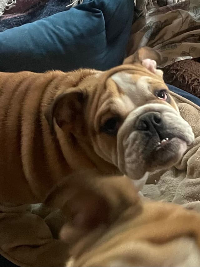 Bulldog Puppies media 6