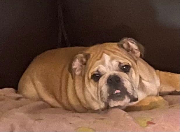 Bulldog Puppies media 7