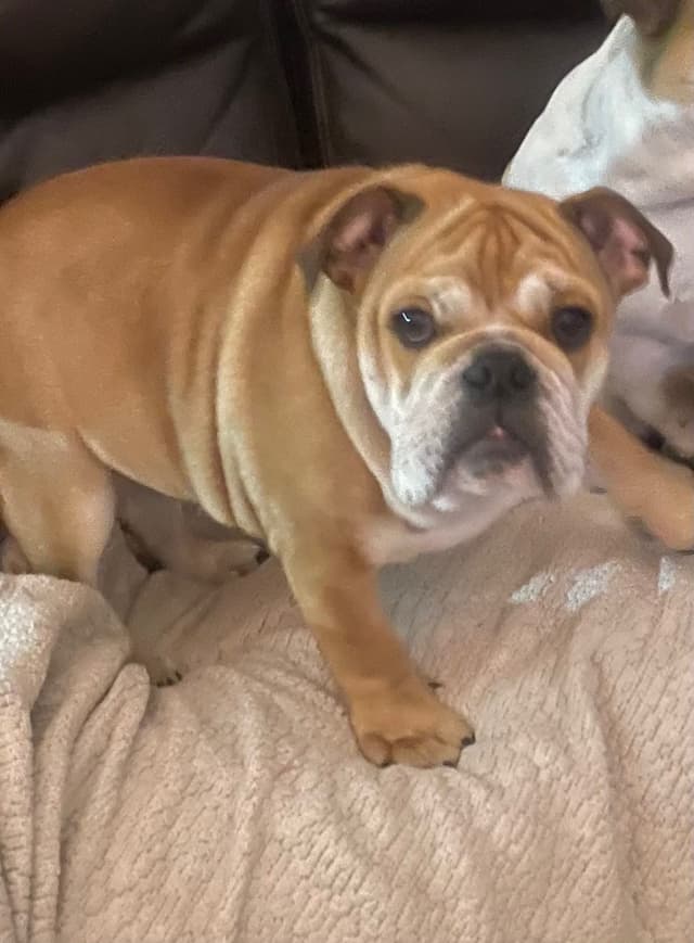 Bulldog Puppies media 8