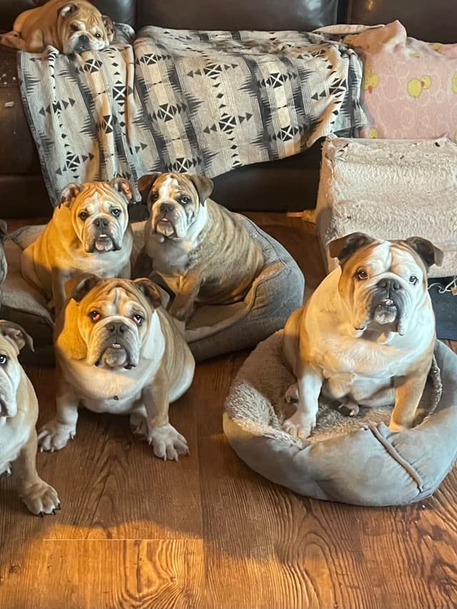 Bulldog Puppies media 9