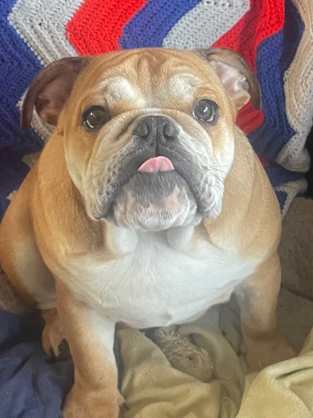 Bulldog Puppies media 10
