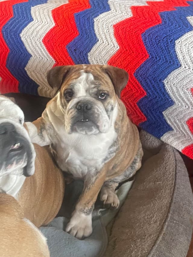 Bulldog Puppies media 11