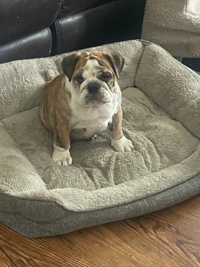 Bulldog Puppies media 12