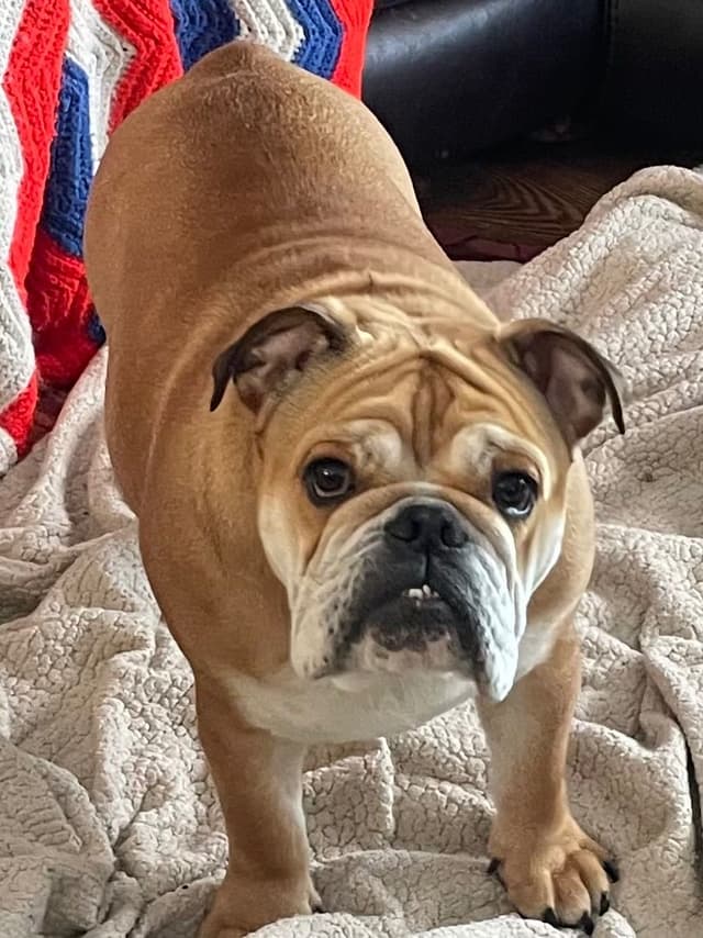 Bulldog Puppies media 13