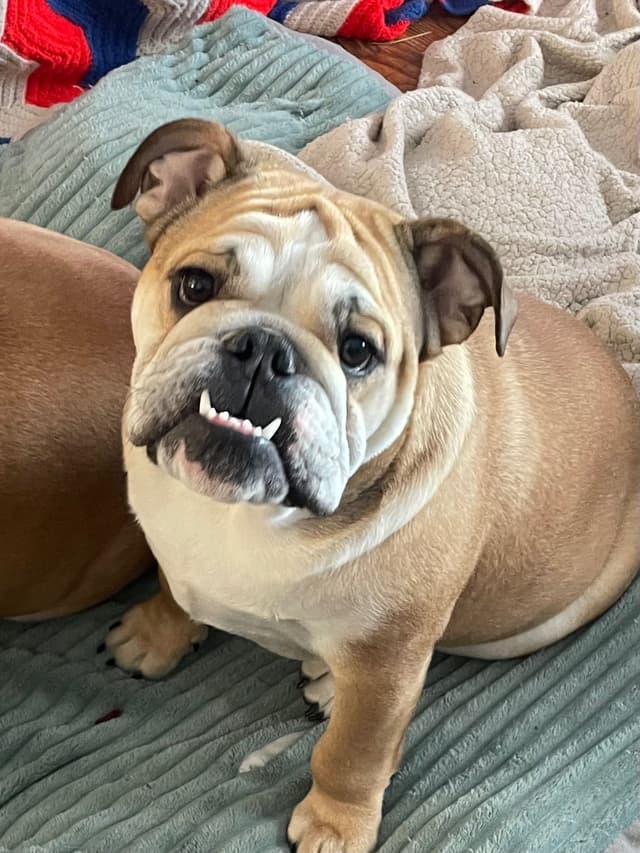 Bulldog Puppies media 14