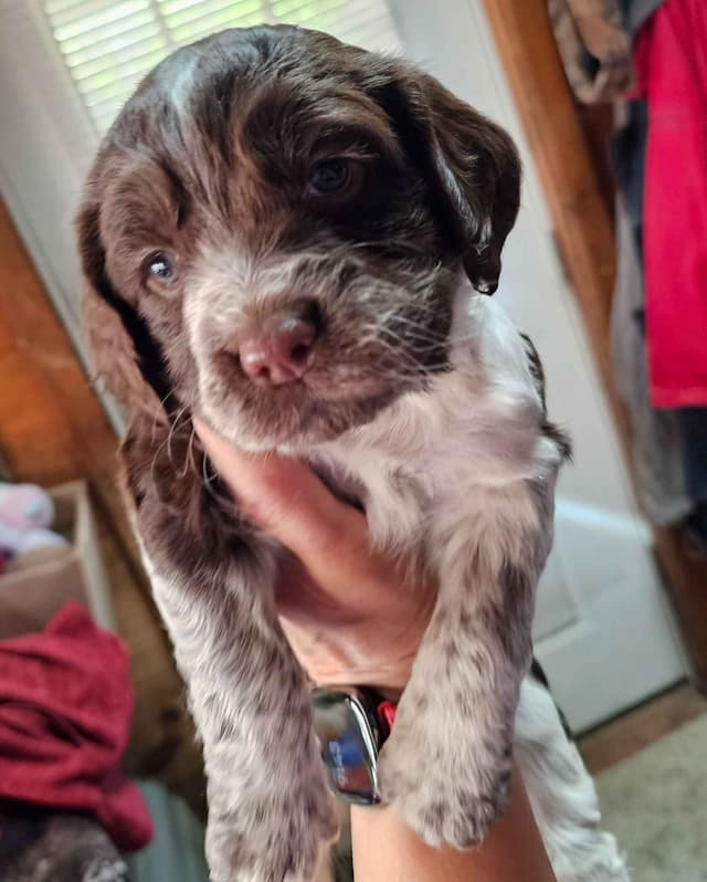 English Springer Spaniel Puppies media 4