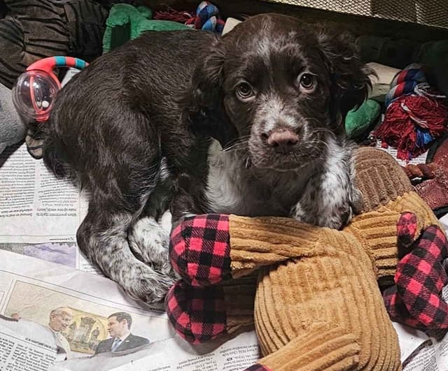 English Springer Spaniel Puppies media 2