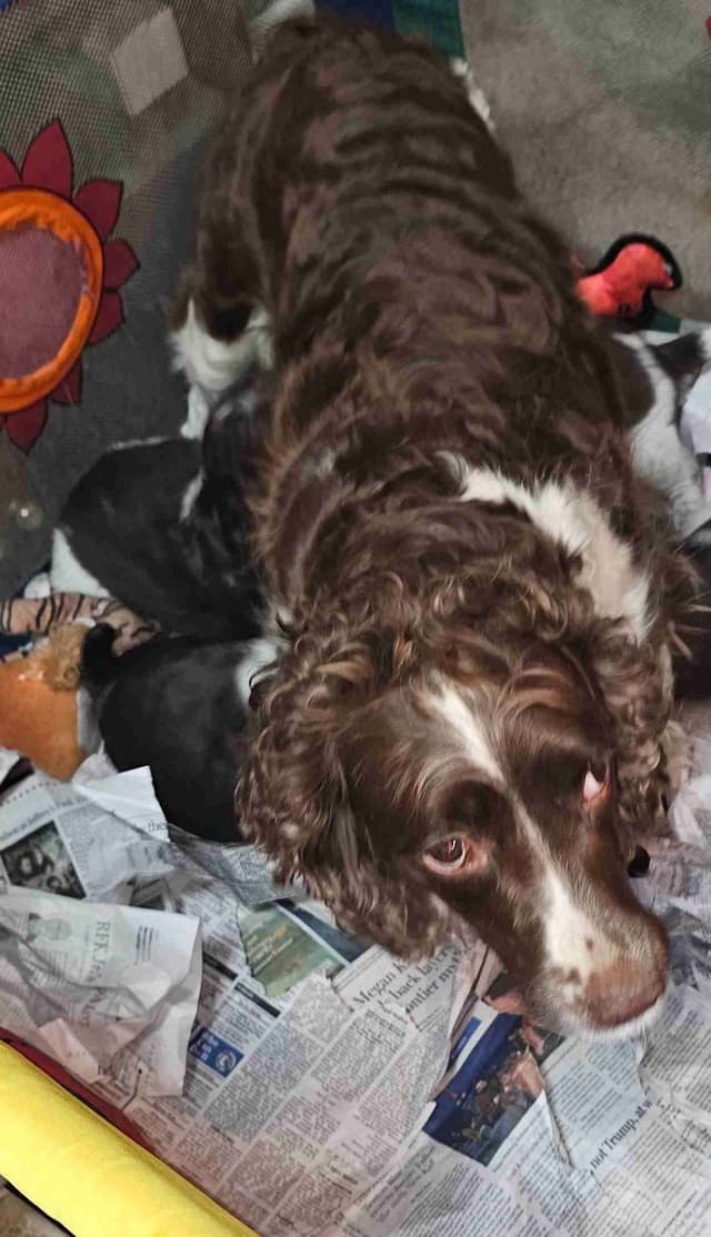 English Springer Spaniel Puppies media 5