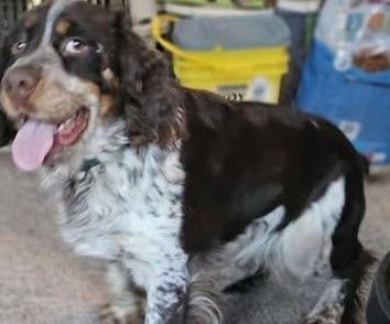 English Springer Spaniel Puppies media 6