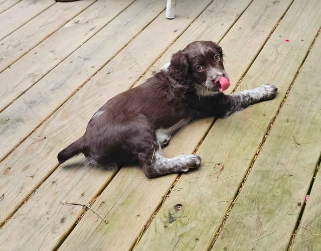English Springer Spaniel Puppies media 3