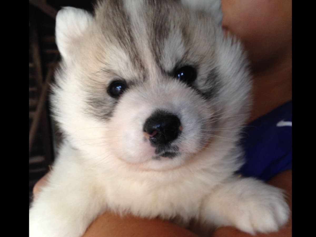 Quality Siberians- Located in California breeder image 3