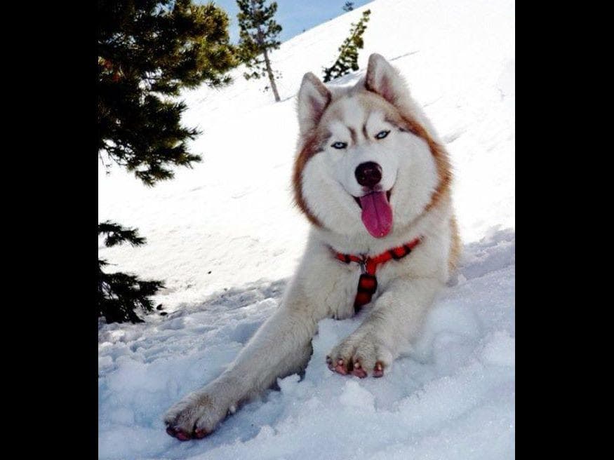 Quality Siberians- Located in California breeder image 4