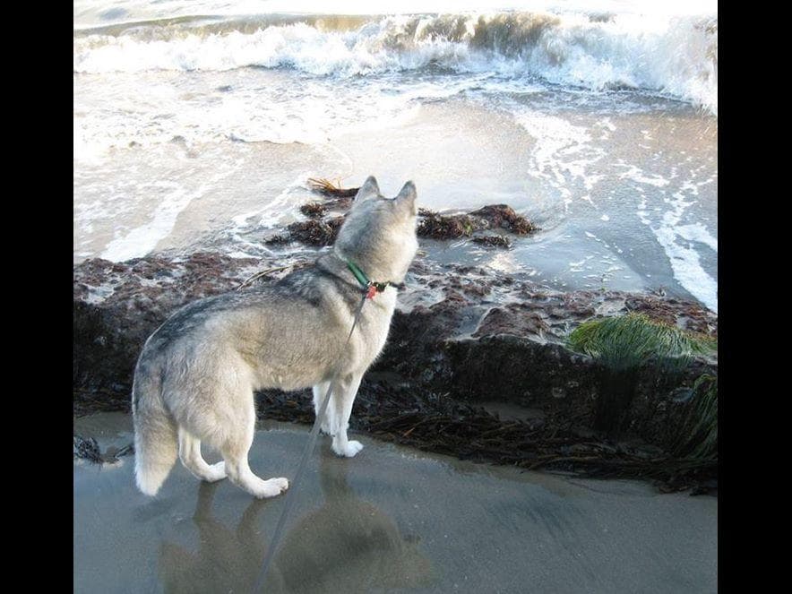 Quality Siberians- Located in California breeder image 5