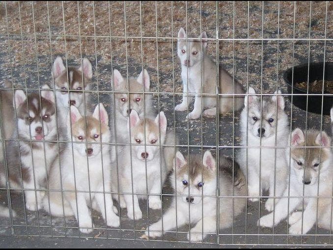 Quality Siberians- Located in California breeder image 6