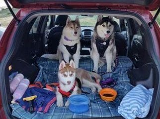 Quality Siberians- Located in California breeder image 7