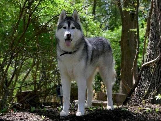 Quality Siberians- Located in California breeder image 8