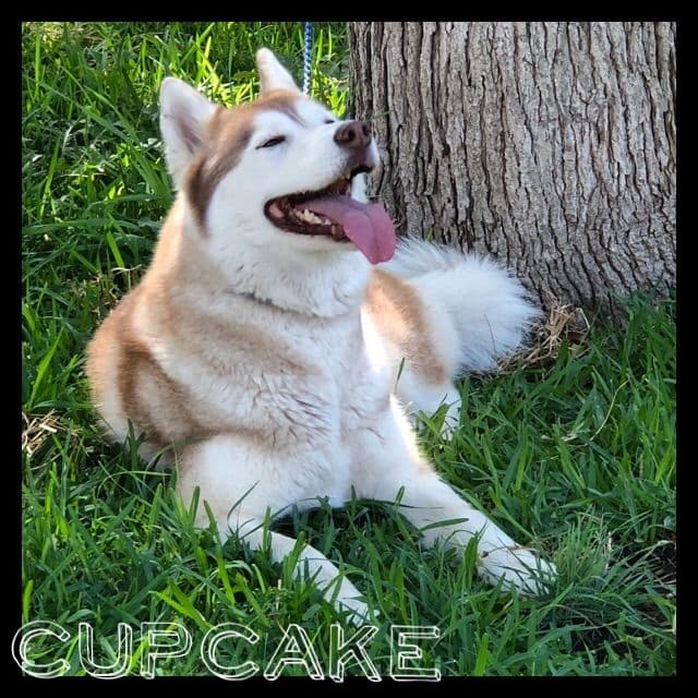 Quality Siberians- Located in California breeder image 11