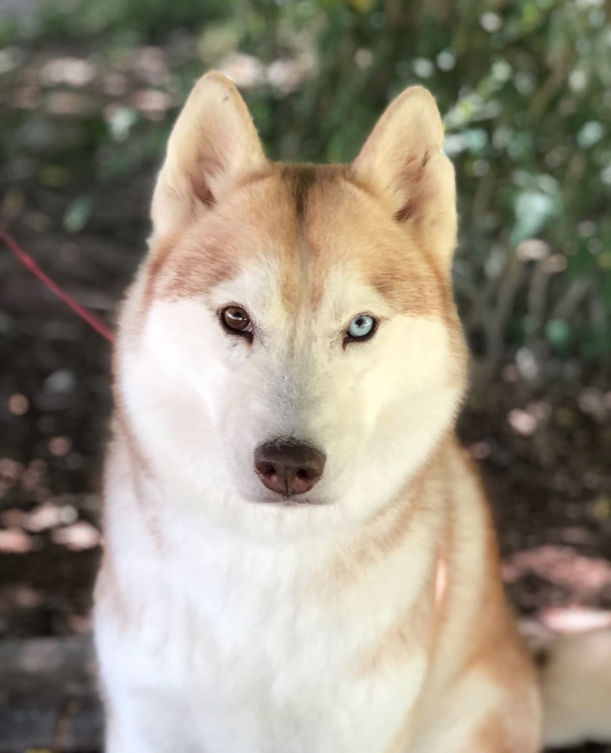 Quality Siberians- Located in California breeder image 12