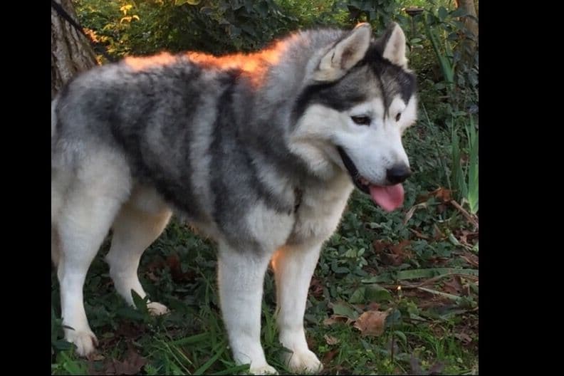 Quality Siberians- Located in California breeder image 13