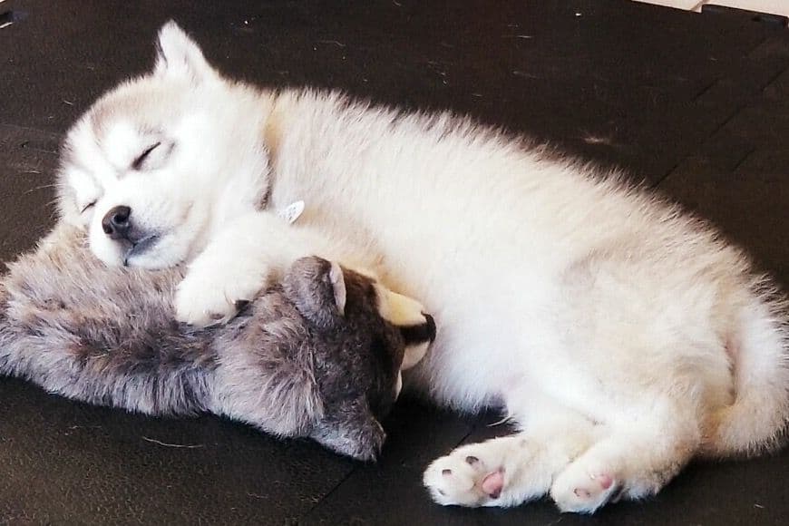 Quality Siberians- Located in California breeder image 14