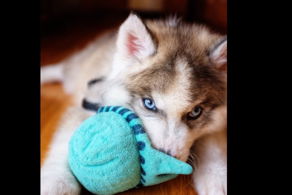 Quality Siberians- Located in California breeder image 16