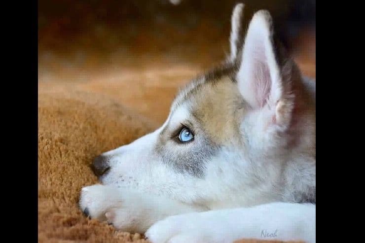 Quality Siberians- Located in California breeder image 17