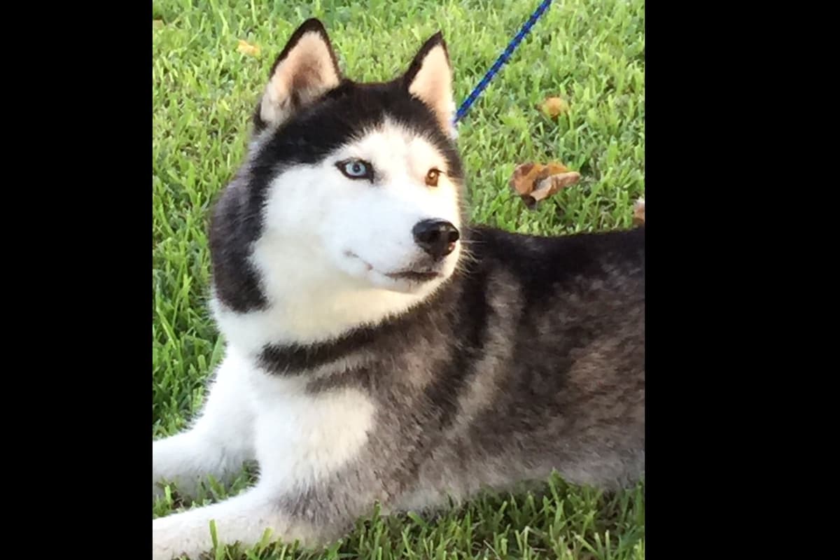 Quality Siberians- Located in California breeder image 18