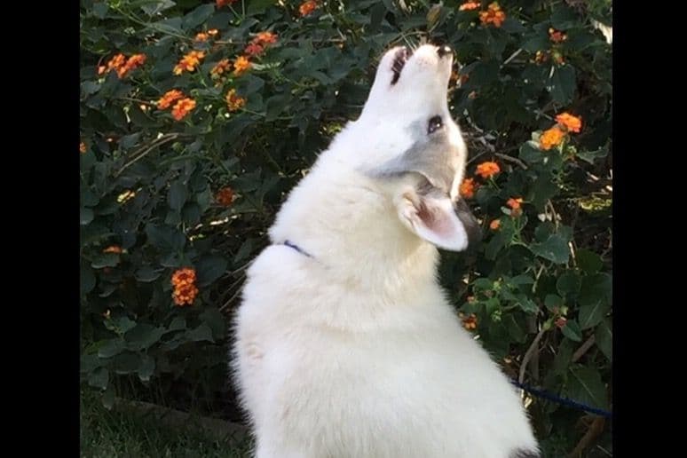 Quality Siberians- Located in California breeder image 19