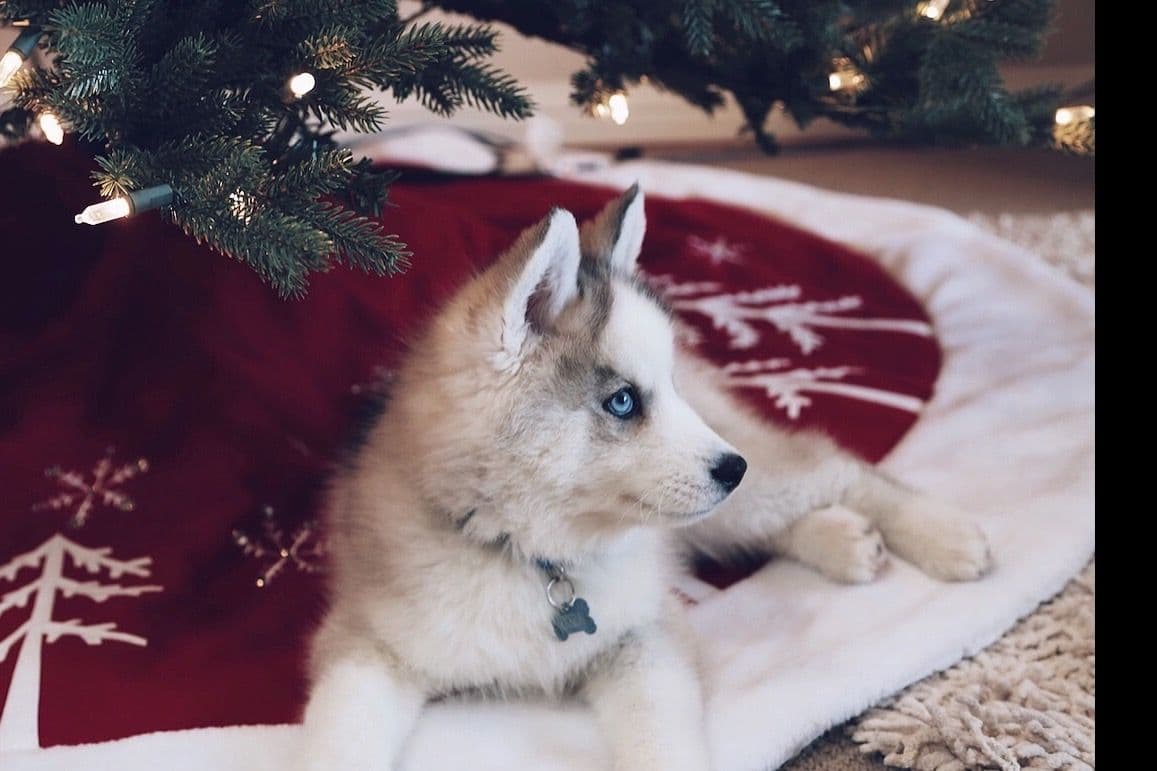 Quality Siberians- Located in California breeder image 20