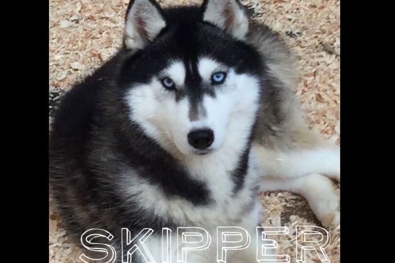 Quality Siberians- Located in California breeder image 21