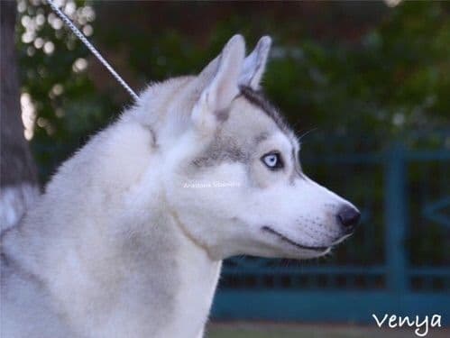 Quality Siberians- Located in California breeder image 22