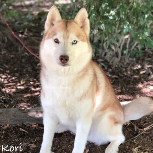 Quality Siberians- Located in California breeder image 23