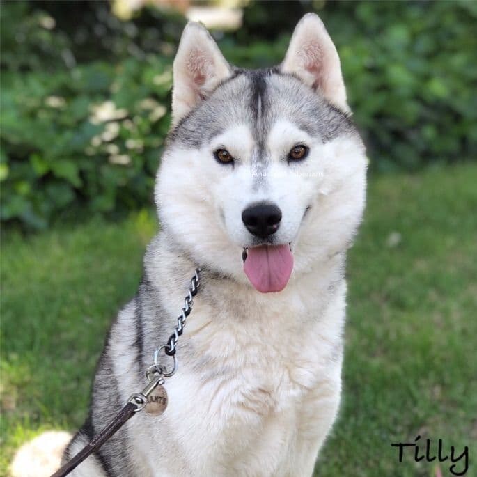 Quality Siberians- Located in California breeder image 24