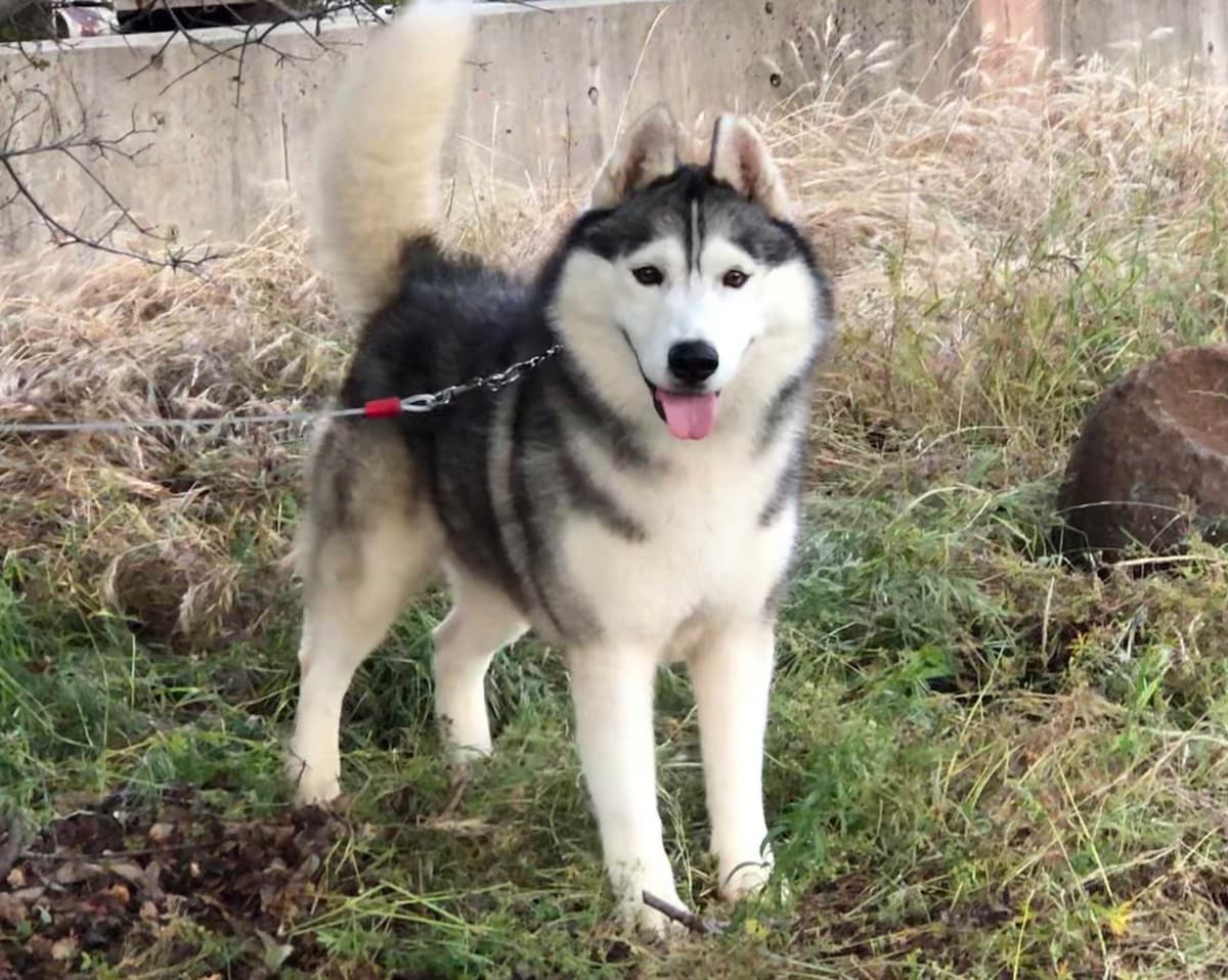 Quality Siberians- Located in California breeder image 25
