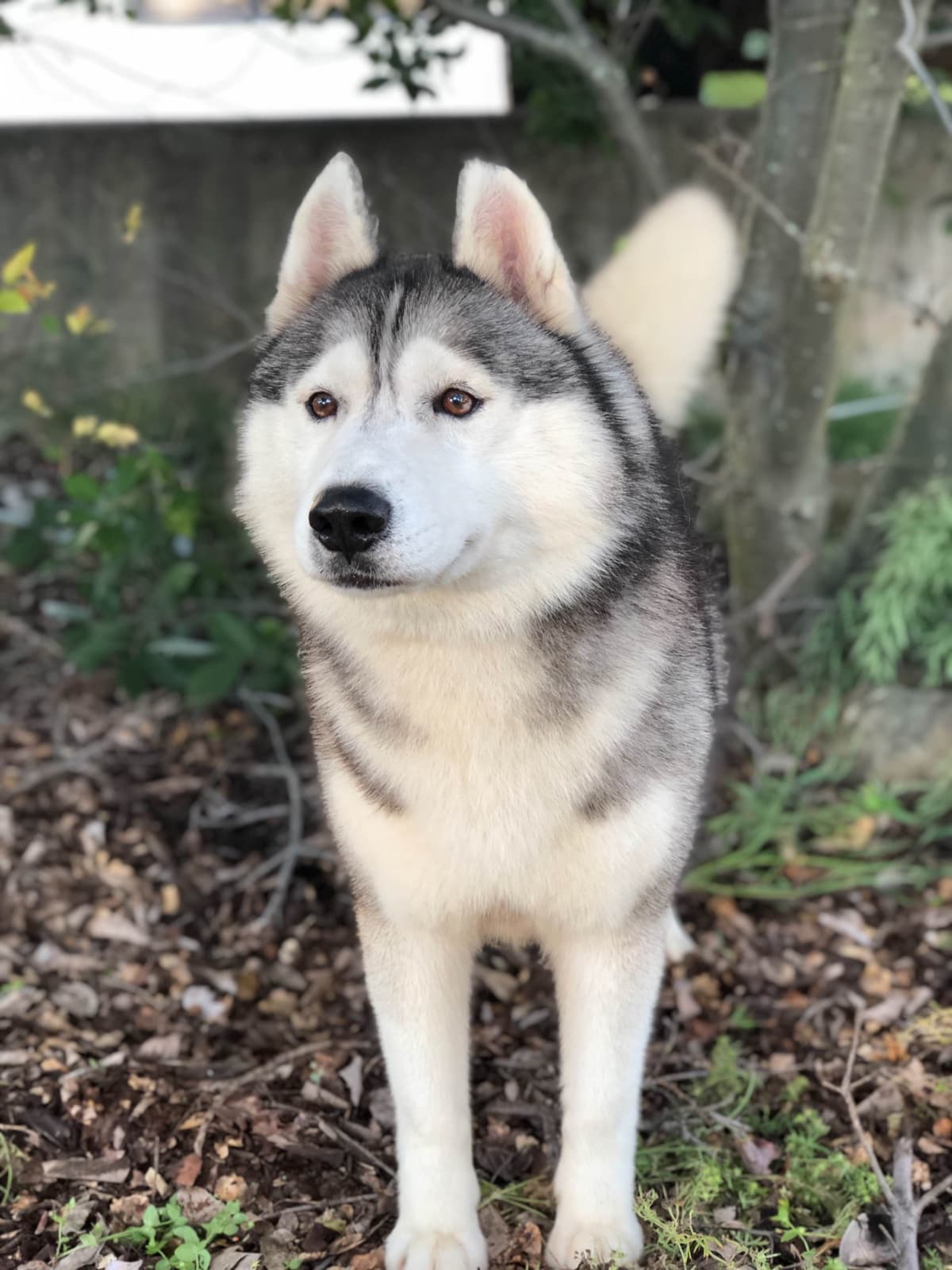 Quality Siberians- Located in California breeder image 26