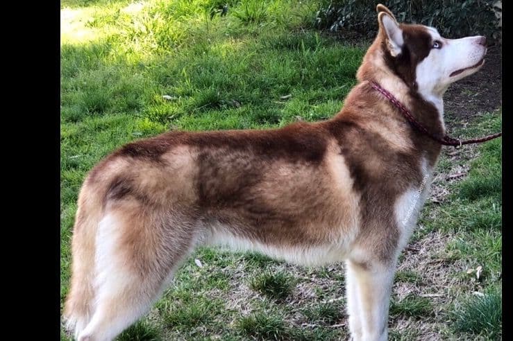 Quality Siberians- Located in California breeder image 27