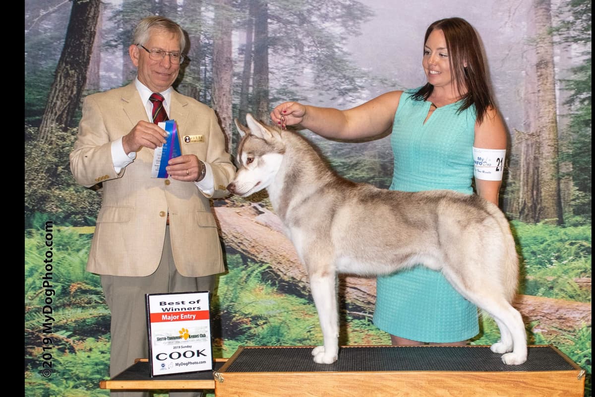 Quality Siberians- Located in California breeder image 28