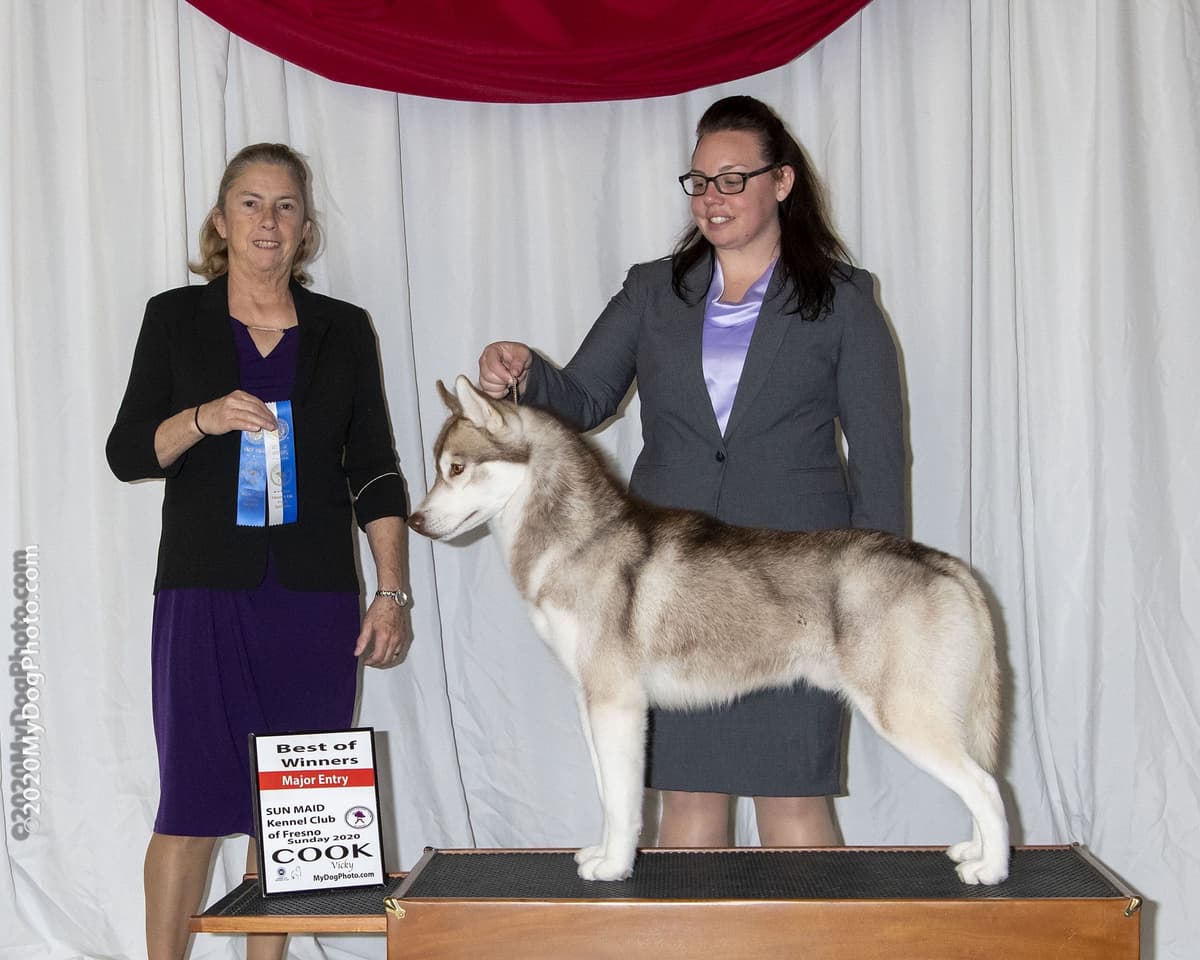 Quality Siberians- Located in California breeder image 38