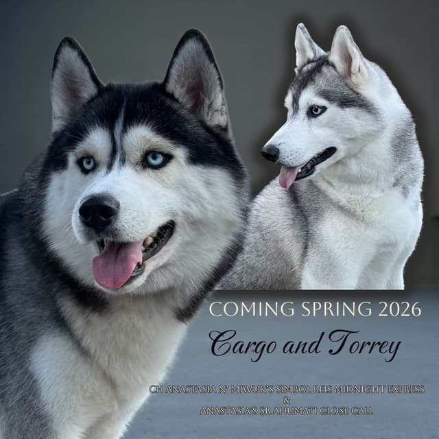 Quality Siberians- Located in California media 2