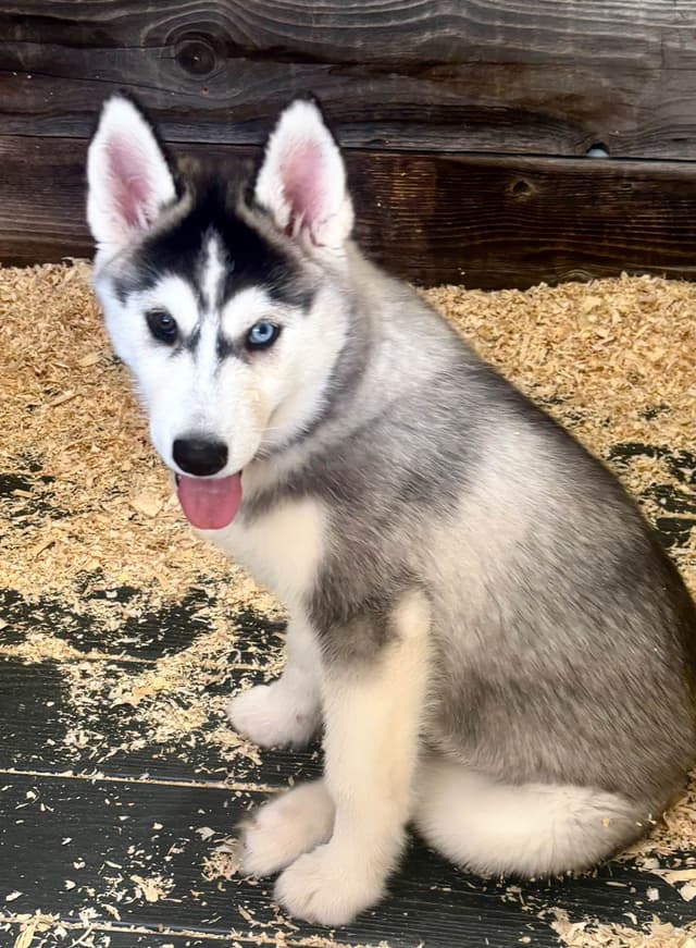 Quality Siberians- Located in California media 5